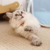 サイベリアン