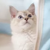 サイベリアン