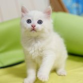 サイベリアン