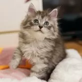 サイベリアン