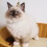 サイベリアン