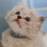 サイベリアン