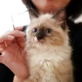 サイベリアン