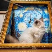 サイベリアン【大阪府・女の子・2025年6月13日・シールポイント】の写真2