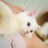 サイベリアン【大阪府・男の子・2025年5月20日・レッドリンクスポイント】の写真2