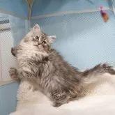 サイベリアン【大阪府・女の子・2024年11月22日・シルバータビー&ホワイト】の写真2