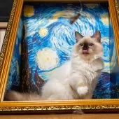 サイベリアン【大阪府・女の子・2025年6月13日・シールポイント】の写真3