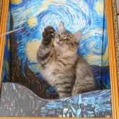 サイベリアン【大阪府・女の子・2025年6月1日・ブラウンタビー】の写真3