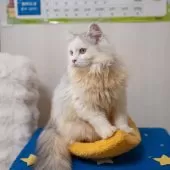 サイベリアン【大阪府・男の子・2025年6月1日・シルバー&ホワイト】の写真8