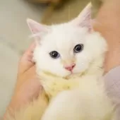 サイベリアン【大阪府・男の子・2025年5月20日・レッドリンクスポイント】の写真4