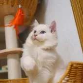 サイベリアン【大阪府・男の子・2025年5月20日・レッドリンクスポイント】の写真4