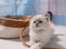 サイベリアン【大阪府・女の子・2025年12月8日・ブルーリンクスポイント(ネヴァマスカレード)】の写真3