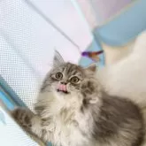 サイベリアン【大阪府・女の子・2024年11月22日・シルバータビー&ホワイト】の写真4