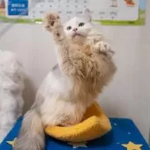 サイベリアン【大阪府・男の子・2025年6月1日・シルバー&ホワイト】の写真7