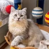 サイベリアン【大阪府・男の子・2025年6月1日・シルバーシェーデット】の写真6