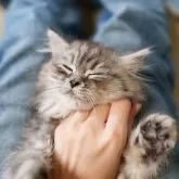 サイベリアン【大阪府・女の子・2024年11月22日・シルバータビー&ホワイト】の写真5