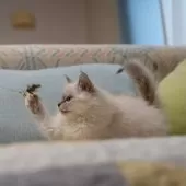 サイベリアン【大阪府・女の子・2025年9月30日・ブルーリンクスポイント(ネヴァマスカレード)】の写真6