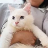 サイベリアン【大阪府・男の子・2025年5月20日・レッドリンクスポイント】の写真5