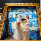 サイベリアン【大阪府・女の子・2025年6月13日・シールポイント】の写真6