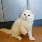 サイベリアン【大阪府・男の子・2025年5月20日・レッドリンクスポイント】の写真7