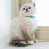 サイベリアン【大阪府・女の子・2025年3月23日・ブルーリンクスポイント】の写真8