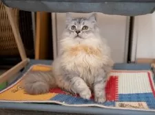 サイベリアン【大阪府・男の子・2025年6月1日・シルバーシェーデット】の写真3