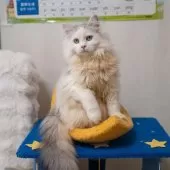 サイベリアン【大阪府・男の子・2025年6月1日・シルバー&ホワイト】の写真9