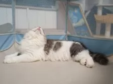 サイベリアン【大阪府・男の子・2025年5月23日・ブルー&ホワイト】の写真7