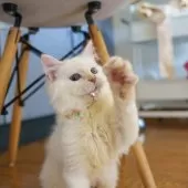 サイベリアン【大阪府・男の子・2025年5月20日・レッドリンクスポイント】の写真9