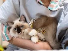 サイベリアン【大阪府・女の子・2025年6月13日・シールポイント】の写真9