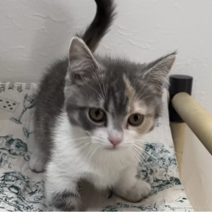 ID：2403-00132の子猫