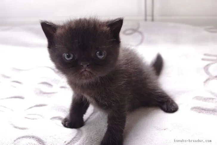 ID：1804-00313の子猫
