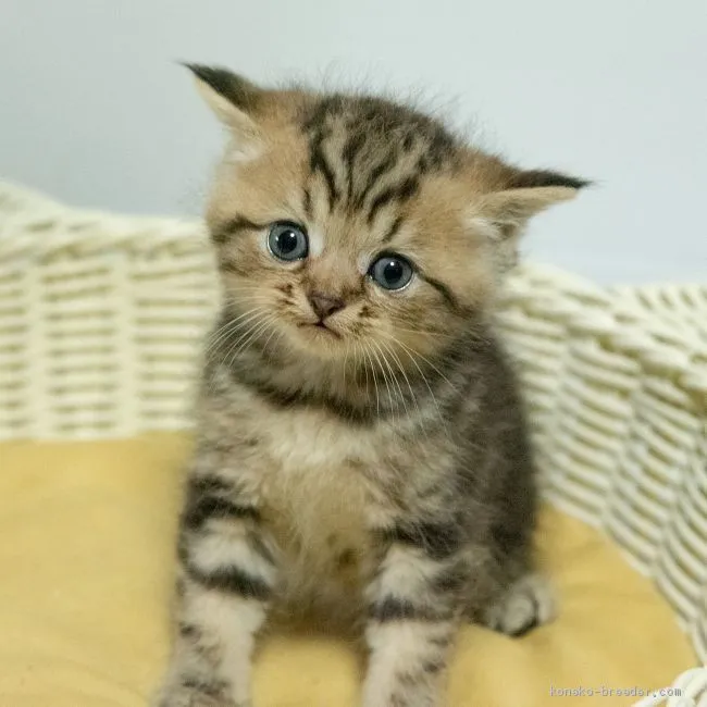 ID：1907-00402の子猫