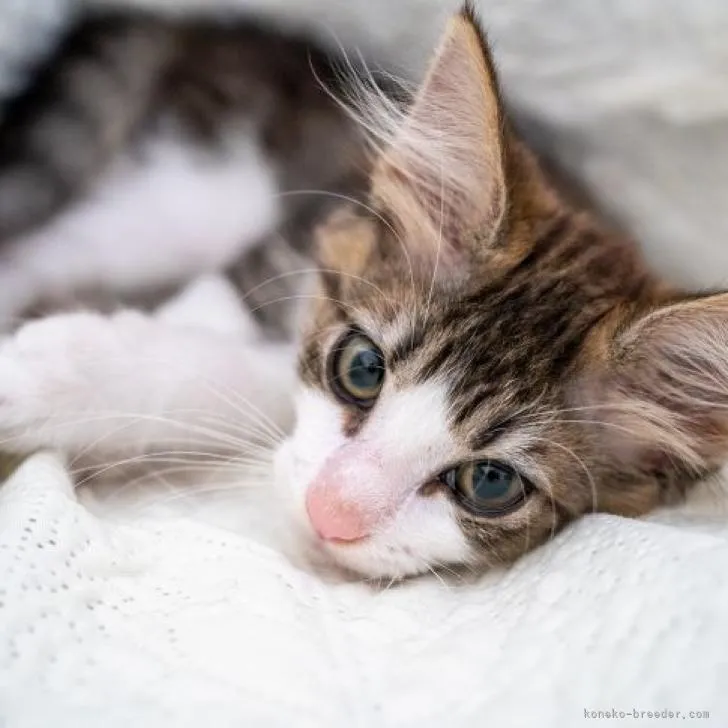 ID：2205-02425の子猫