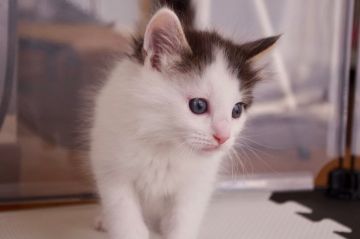 ノルウェージャンフォレストキャット【群馬県・男の子・2018年2月11日・ブラウンタビー&ホワイト】の写真「元気いっぱい5人兄弟のうちの1匹です！」
