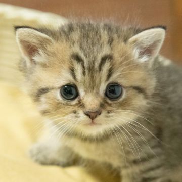 エキゾチックショートヘア【群馬県・男の子・2019年6月2日・ブラウンタビー】の写真「個性的な眉毛が特徴的です。」
