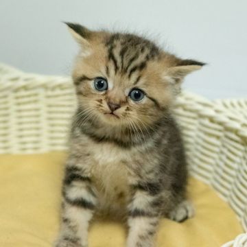 エキゾチックショートヘア【群馬県・男の子・2019年6月2日・ブラウンタビー】の写真「個性的な眉毛が特徴的です。」