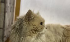 マンチカン【・男の子・2020年4月20日・クリームタビーホワイト】