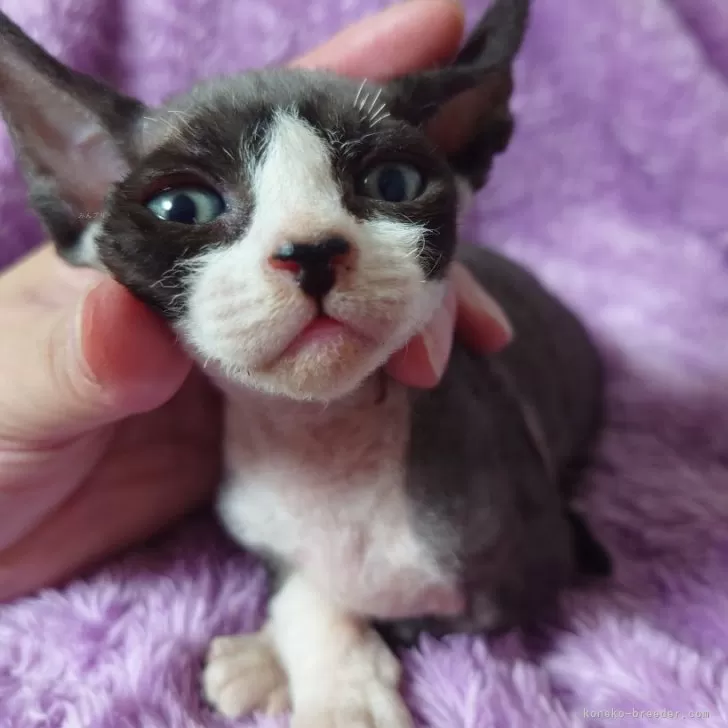 ID：2408-01869の子猫