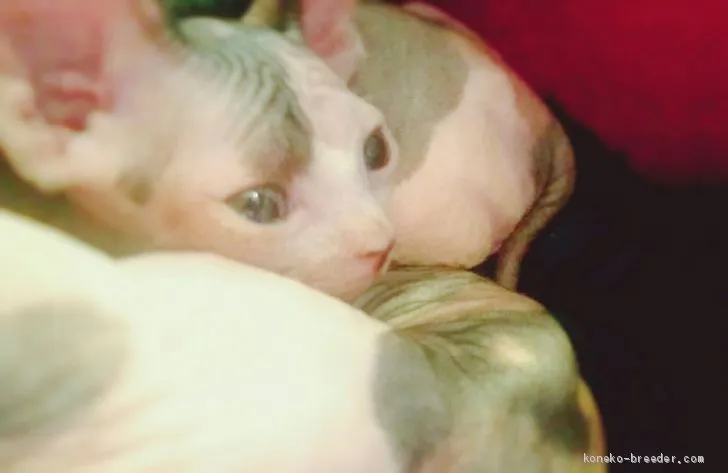 ID：1908-01665の子猫