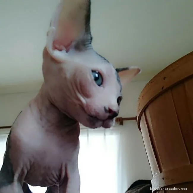 ID：1708-00479の子猫