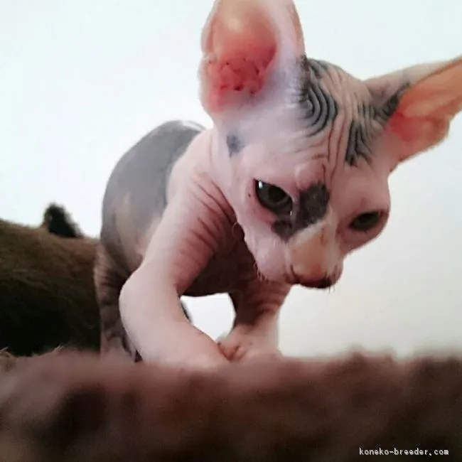ID：1708-00481の子猫