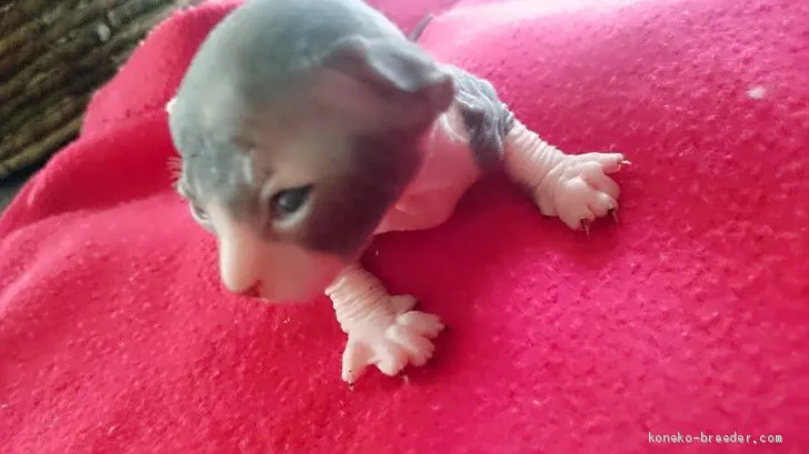 ID：1908-01666の子猫