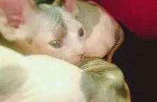 スフィンクス【北海道・女の子・2019年8月20日・キャリコ】の写真1「美しい子(*´ω｀*)」