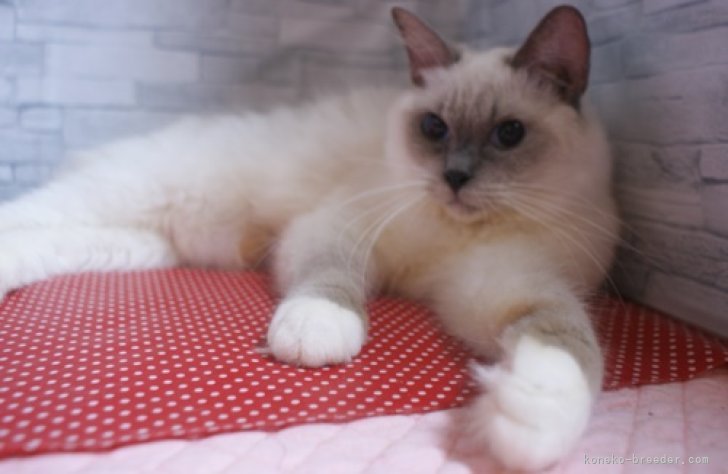 ラグドール【・女の子・2021年2月7日・ブルーポイントミデット】