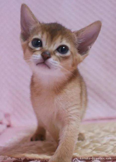 ID：2203-01270の子猫
