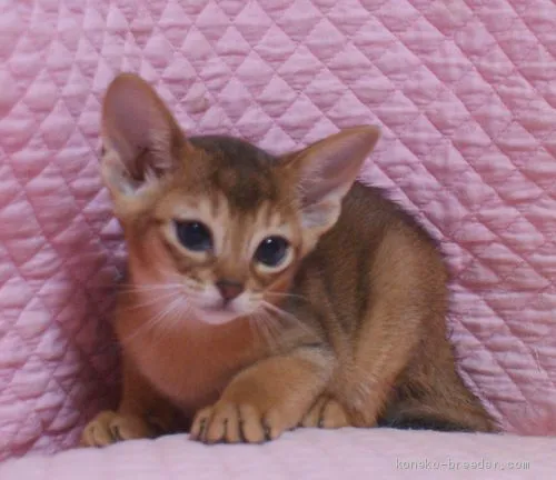 ID:2004-01945の子猫