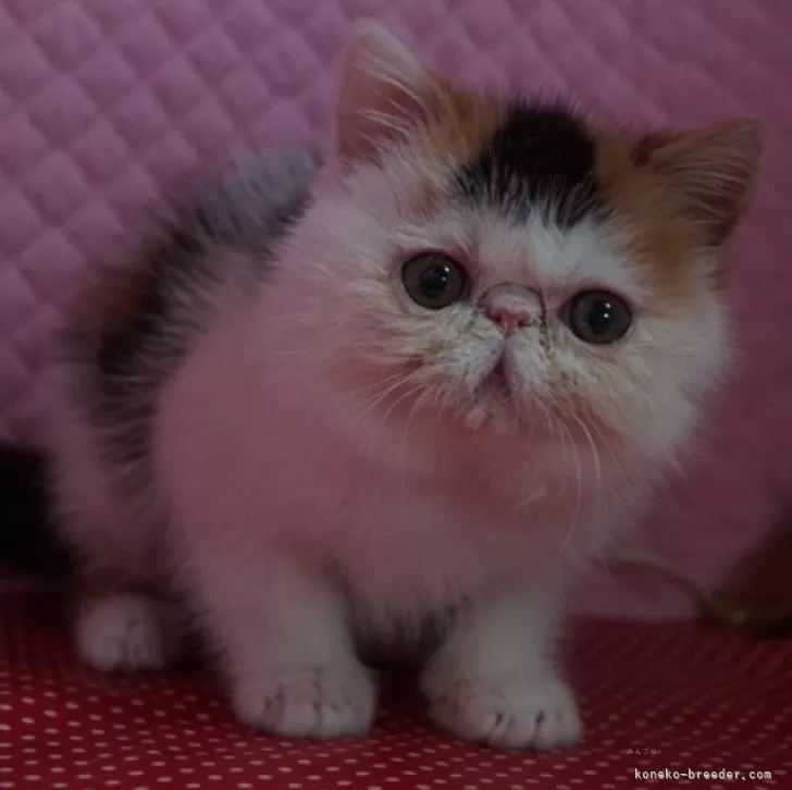 ID：2404-00708の子猫