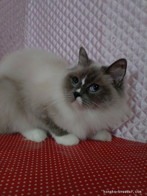 ラグドール【・女の子・2023年1月1日・ブルーポイントミデッド】