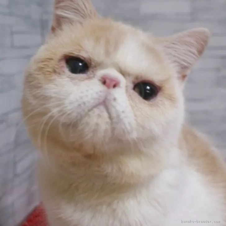 ID：2305-00977の子猫